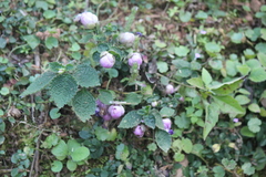 Strobilanthes heyneanus